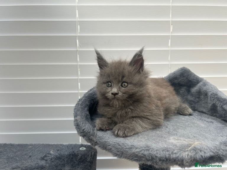 Maine Coon cats 🐾 Beautiful Maine Coon Kittens Available 🐾 - Advert 1