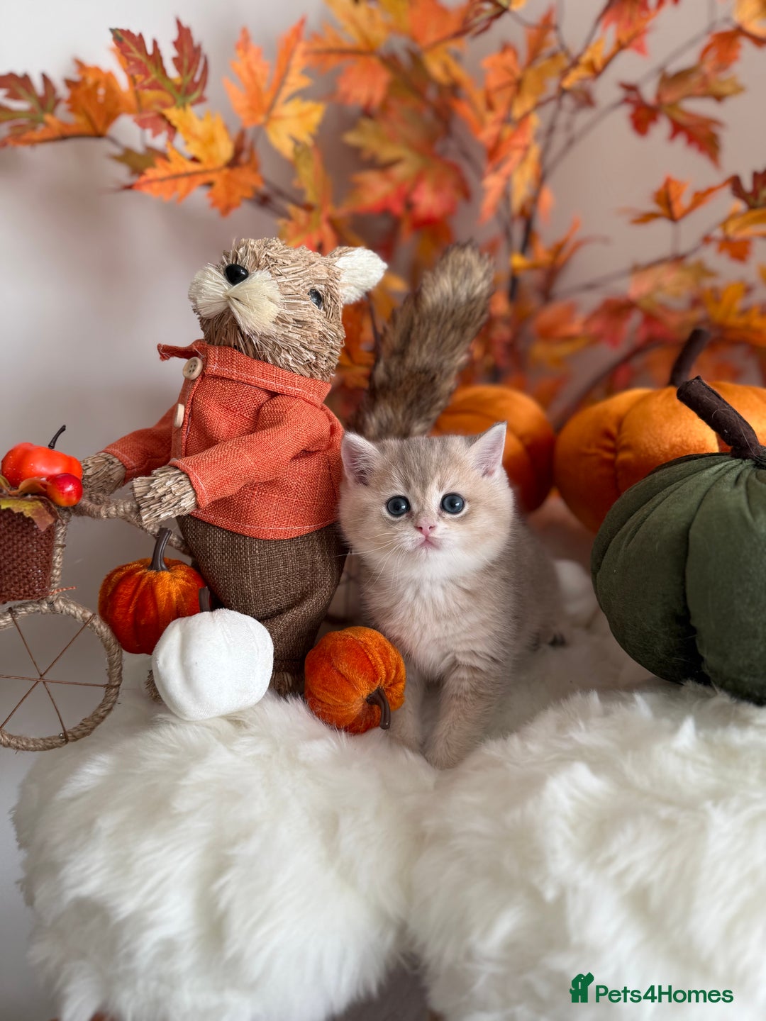 British Shorthair cats for sale: Blue Golden British Shorthair - Image 13