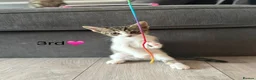 Mixed Breed cats for sale: Kittens  in Grantham - Advert 27
