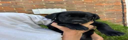 Mixed Breed dogs for sale: Great Dane × Cane Corso × Eurohound Puppies  - Advert 4