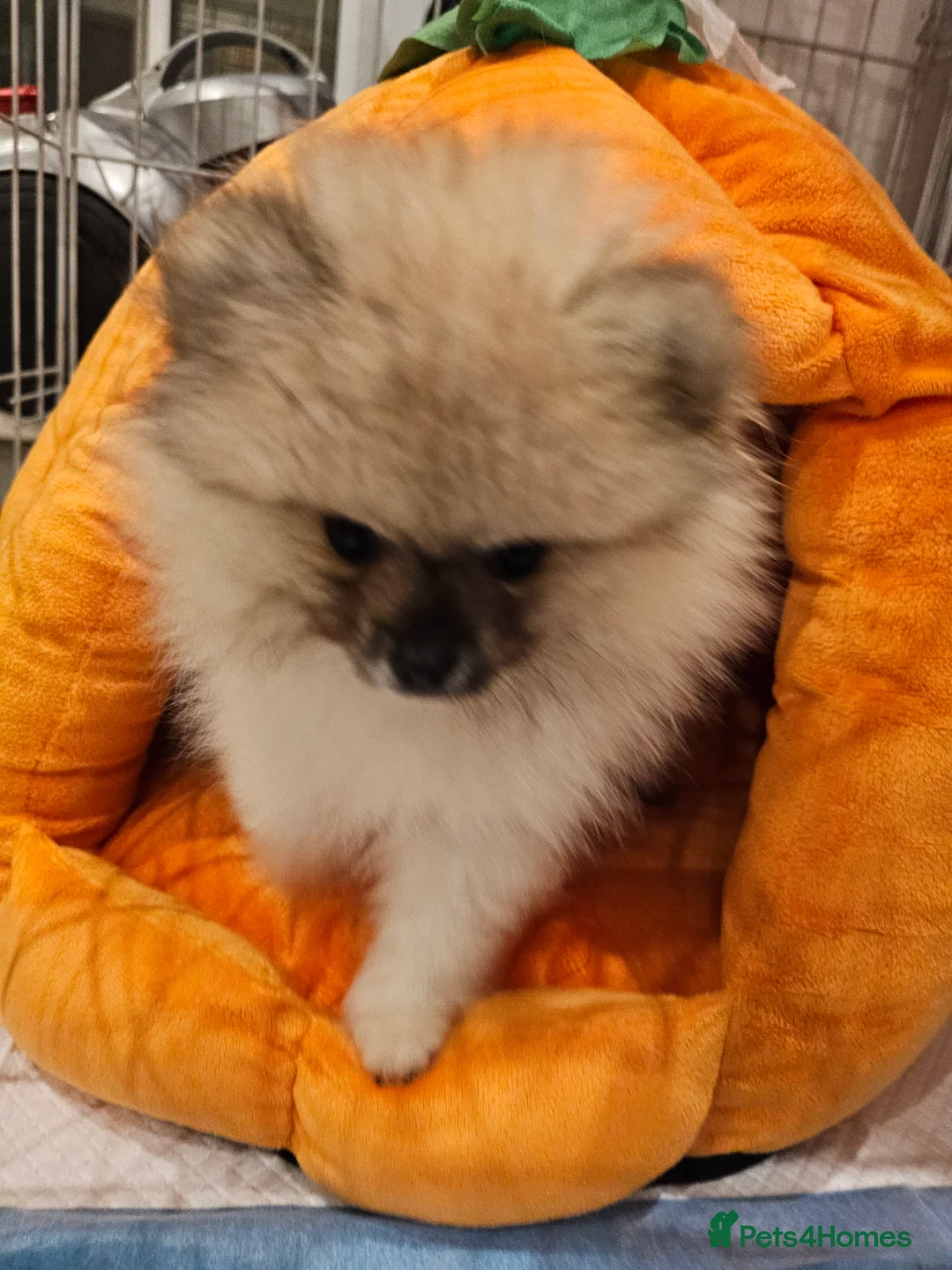 Pomeranian dogs for sale: Laura - Advert 8