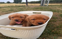 Labrador Retriever dogs for sale: Fox red Labrador puppies for sale - Image 11