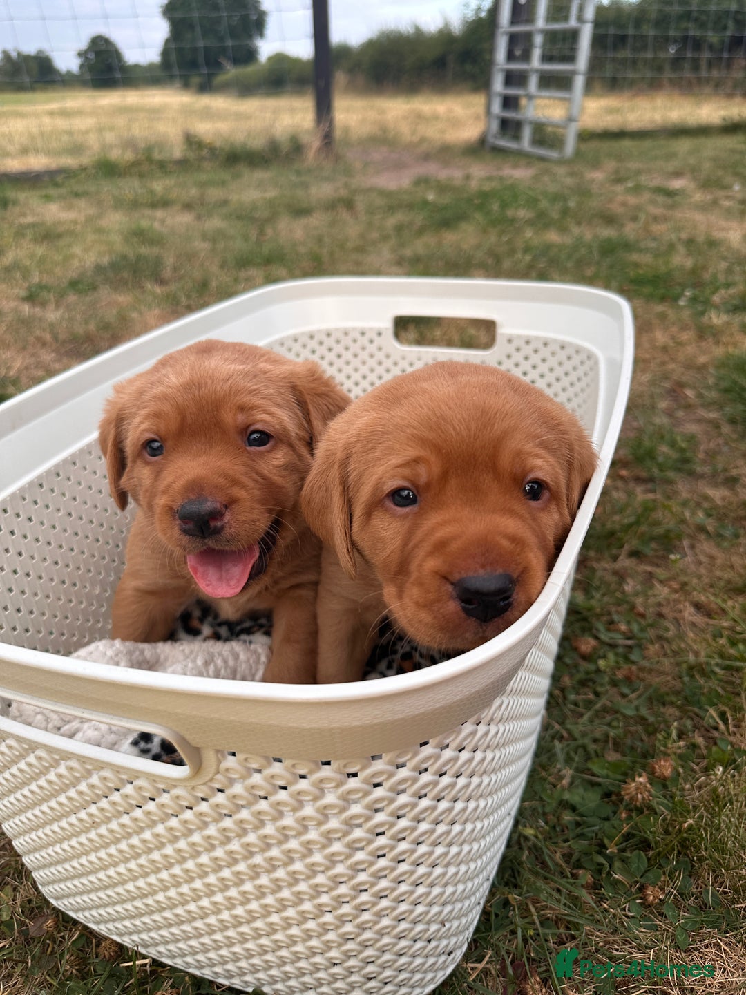 Labrador Retriever dogs for sale: Fox red Labrador puppies for sale - Image 11