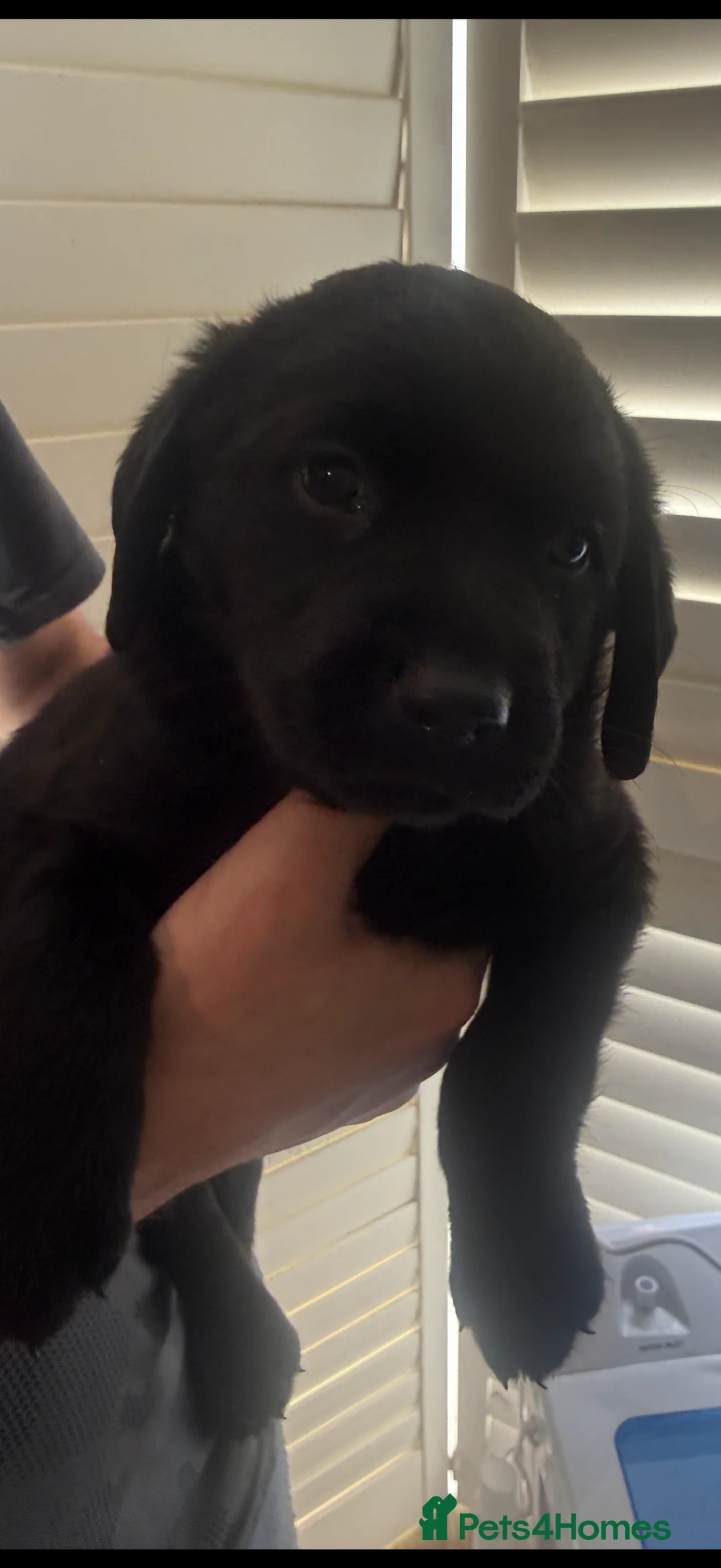 Mixed Breed dogs for sale: Beautiful lab x Rottweiler pups 9 weeks old in Scunthorpe - Advert 8