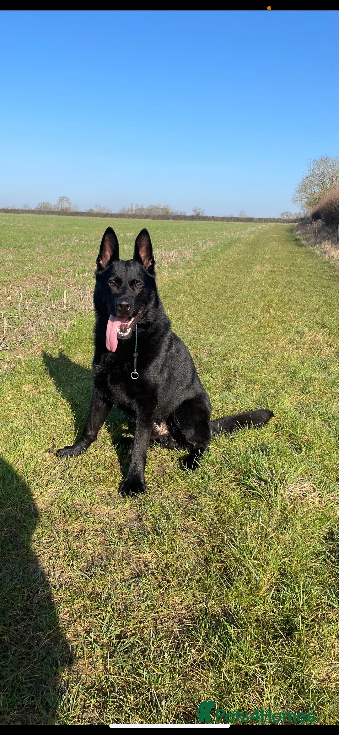 German Shepherd dogs for sale: Working bred German Shepherd  - Advert 2