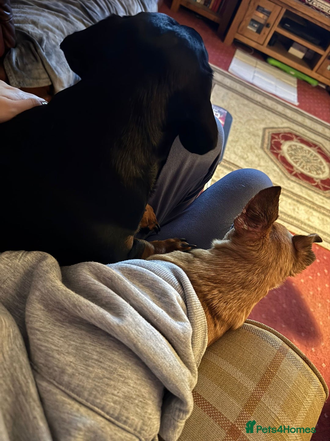 Chihuahua dogs for sale: Bagel is looking for her forever home ❤️ in Leicester - Image 10