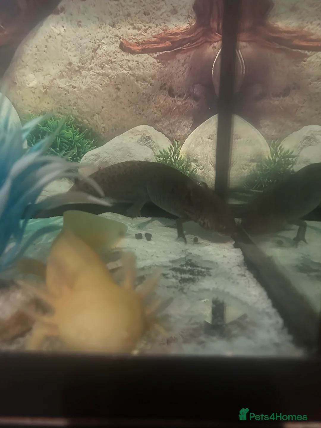 Axolotl reptiles for sale: 2 Axolotls  in Chesterfield - Advert 7