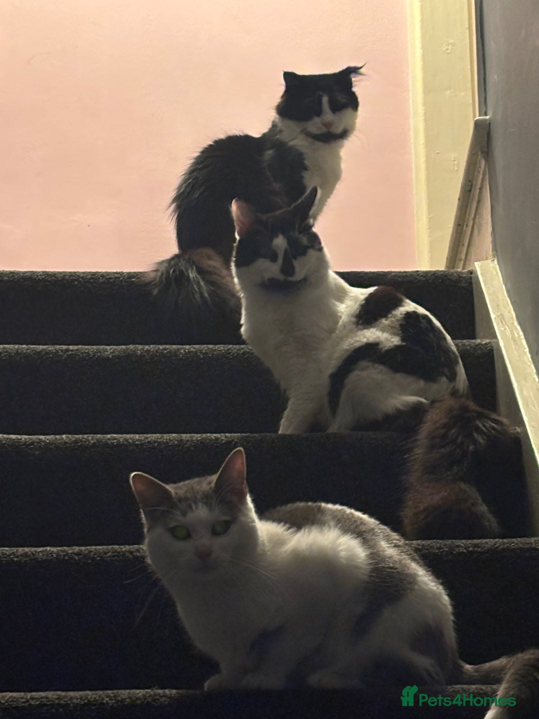 Mixed Breed cats for sale: Maine coon mixed male - Advert 2