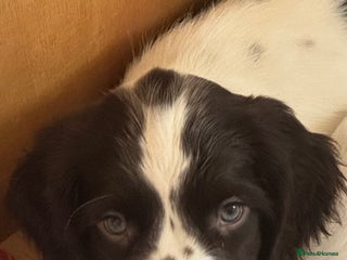 English Springer Spaniel dogs - Advert 9