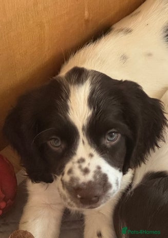 English Springer Spaniel dogs - Advert 10