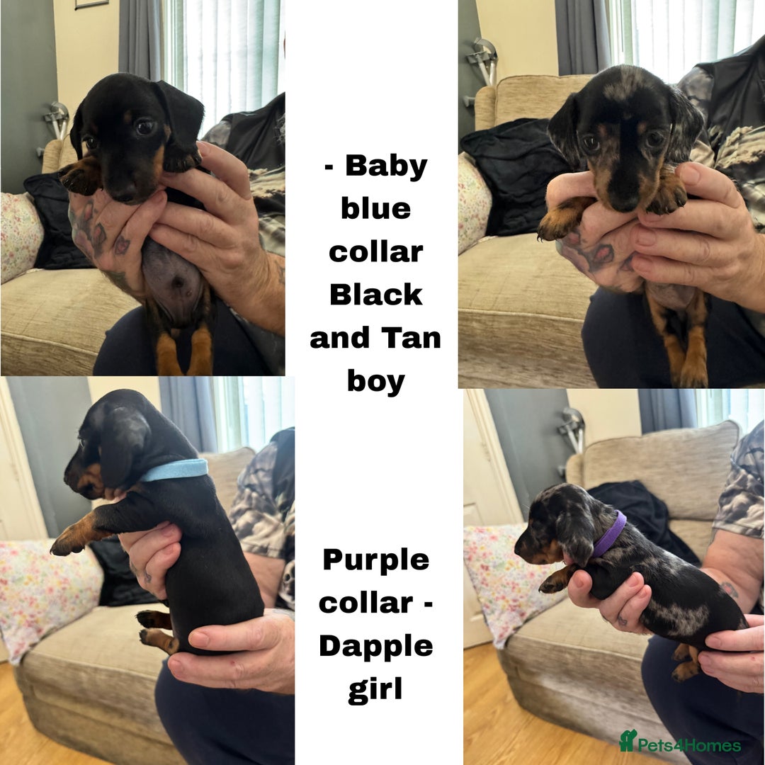 Miniature Dachshund dogs for sale: Miniature Dachshunds  - Image 2