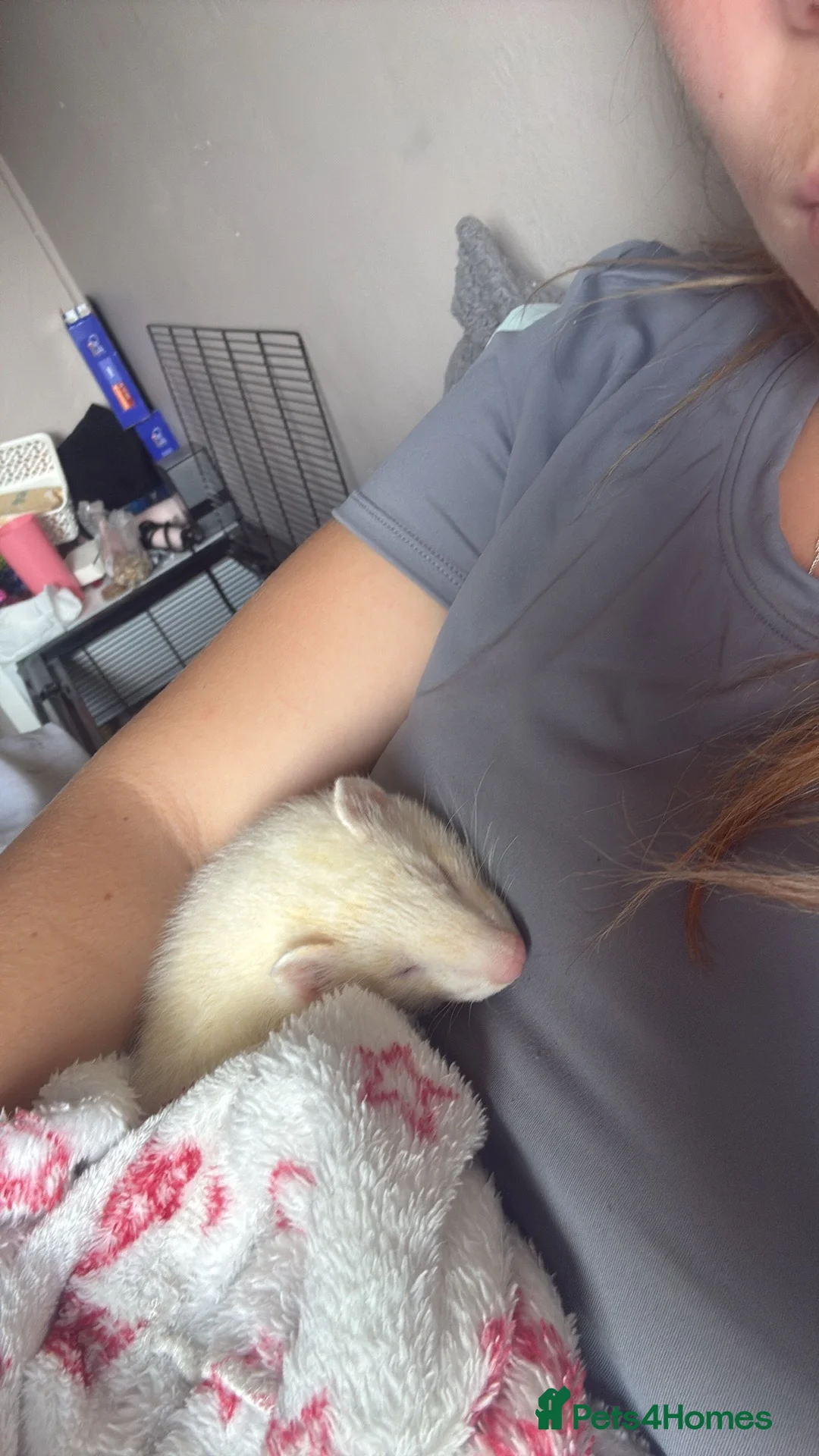 Ferret rodents for sale: Male ferret  - Advert 2