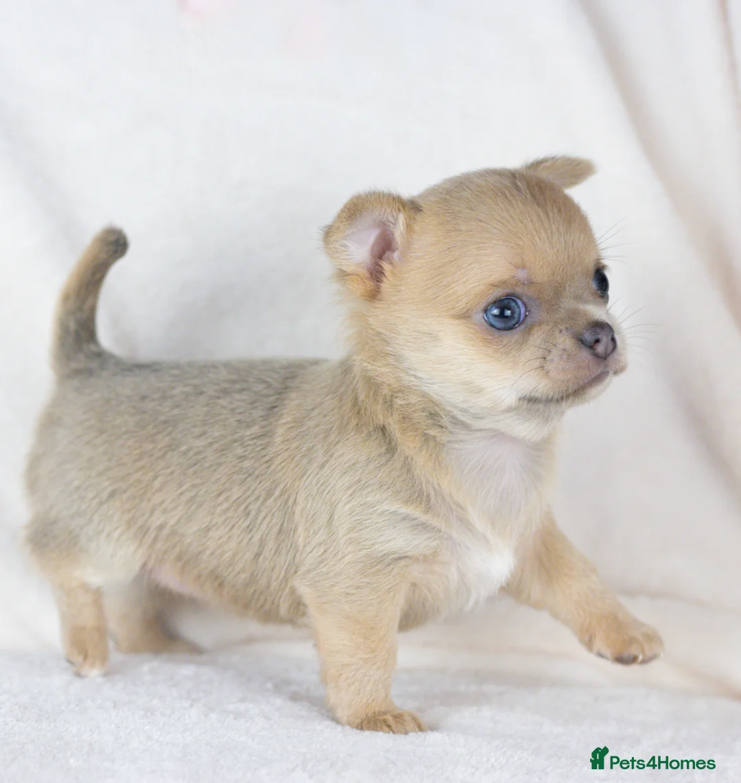 Chihuahua dogs for sale: Short- haired Chihuahua girls - Advert 10
