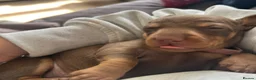 Miniature Dachshund dogs for sale: One beautiful female miniature dachshund puppy in Lincoln - Advert 9