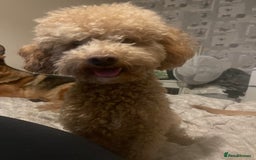 Toy Poodle dogs for stud: KC registered. GENETIC & HEALTH TESTED. in Wigan - Image 20