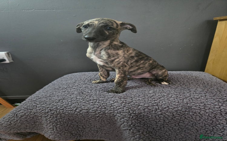 Whippet dogs - Advert 2