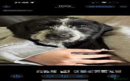 Mixed Breed dogs for sale: 6 months old female pup - Image 2