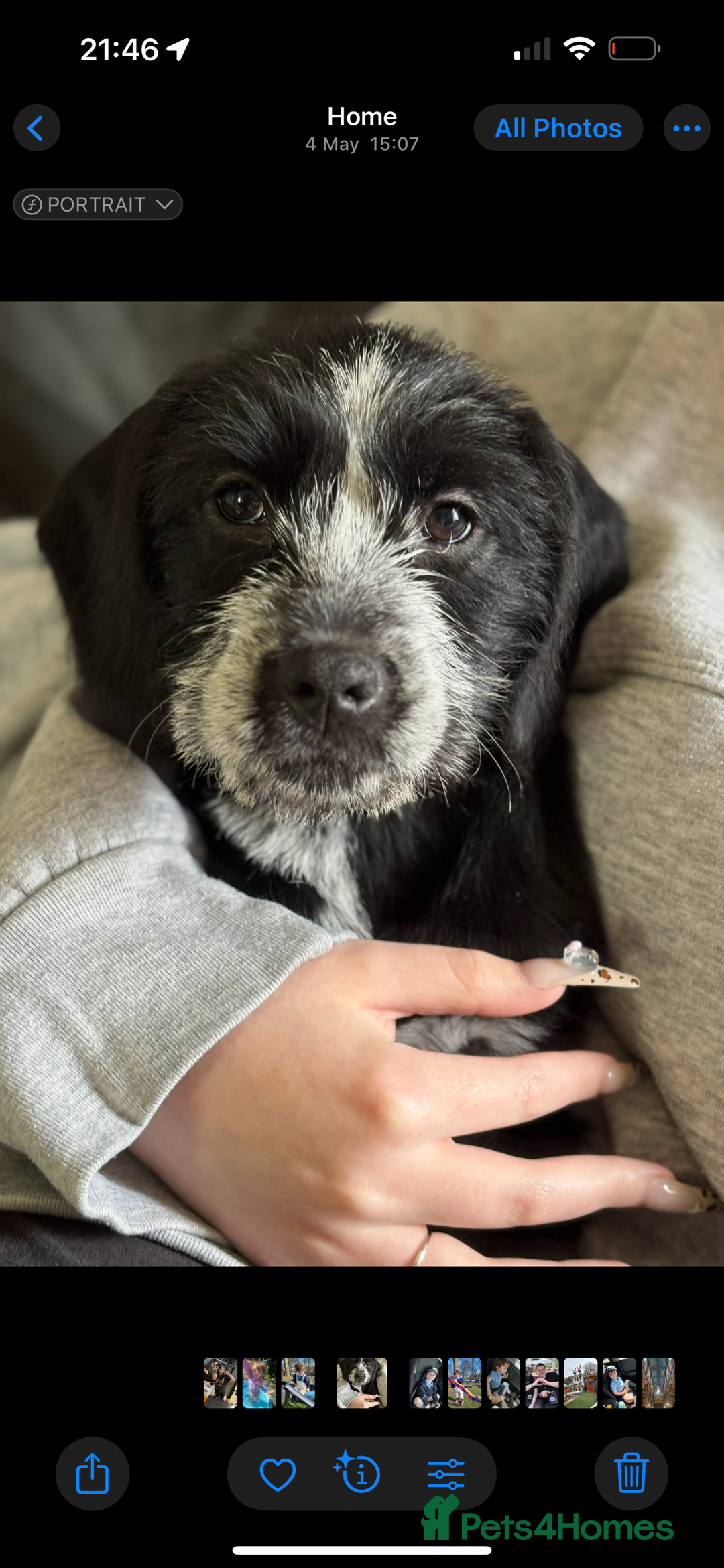 Mixed Breed dogs for sale: 6 months old female pup - Image 2