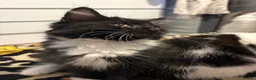 Mixed Breed cats for sale: Beautiful kittens for sale  - Advert 4