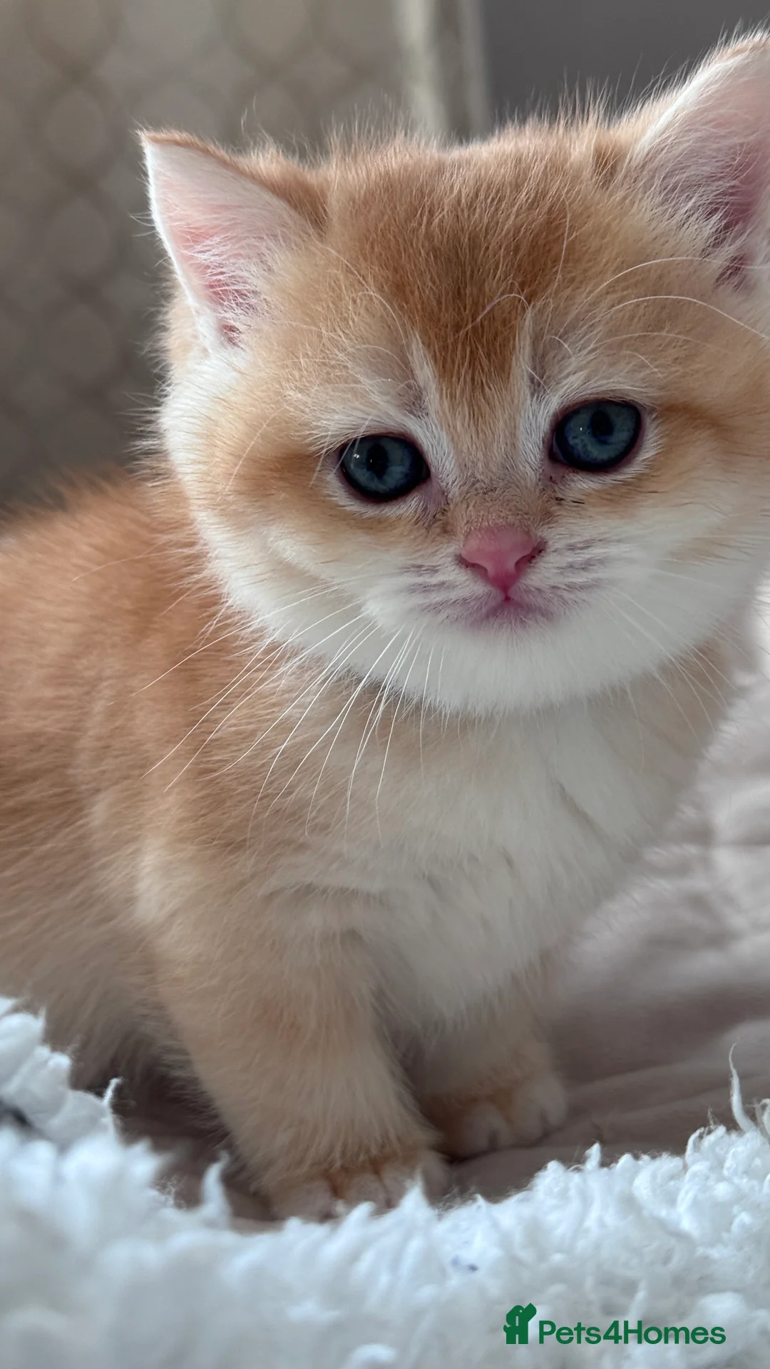 British Shorthair cats for sale: Adorable GCCF BSH BY12 NY12Chocolate Gold kittens  - Advert 14