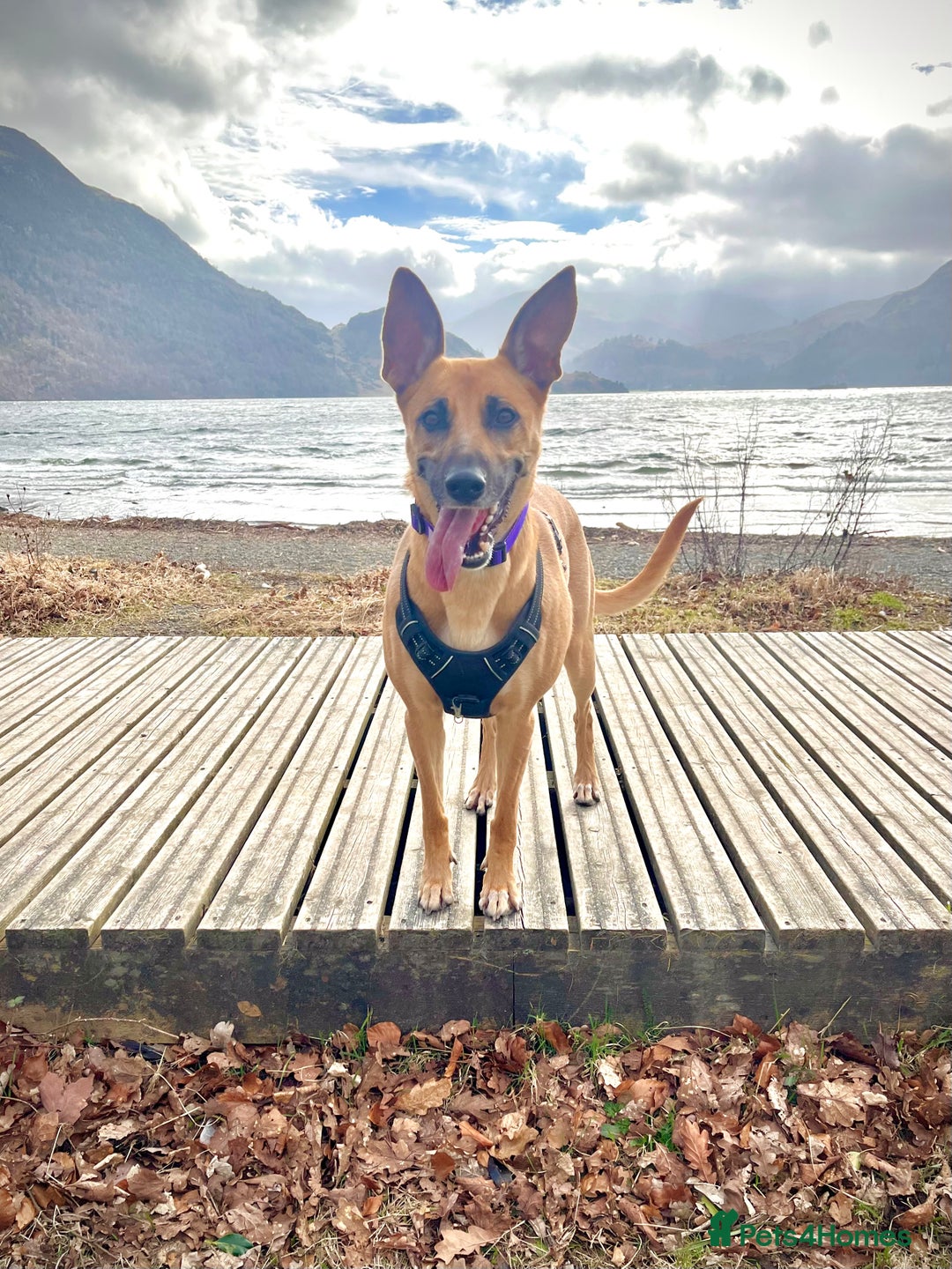 German Shepherd dogs for sale: READY GERMAN SHEPHERD PUPPIES 😍 - Image 16