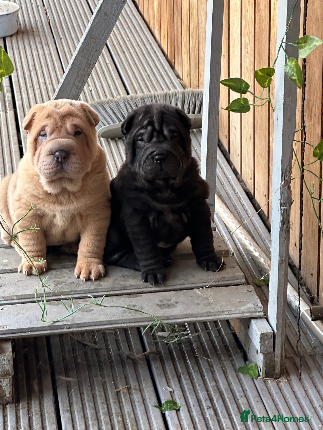 Shar Pei dogs for sale: Bear coat shar pei - Advert 4