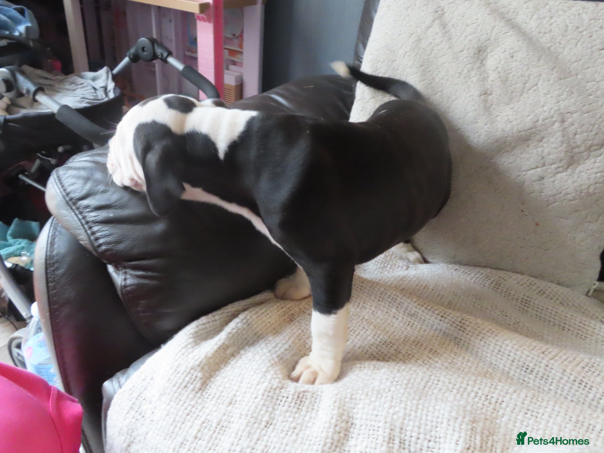 Dorset Olde Tyme Bulldogge dogs Old tyme bulldog puppy - Advert 2