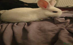 Dutch rabbits for sale: 7 rabbits looking for their forever homes - Advert 7