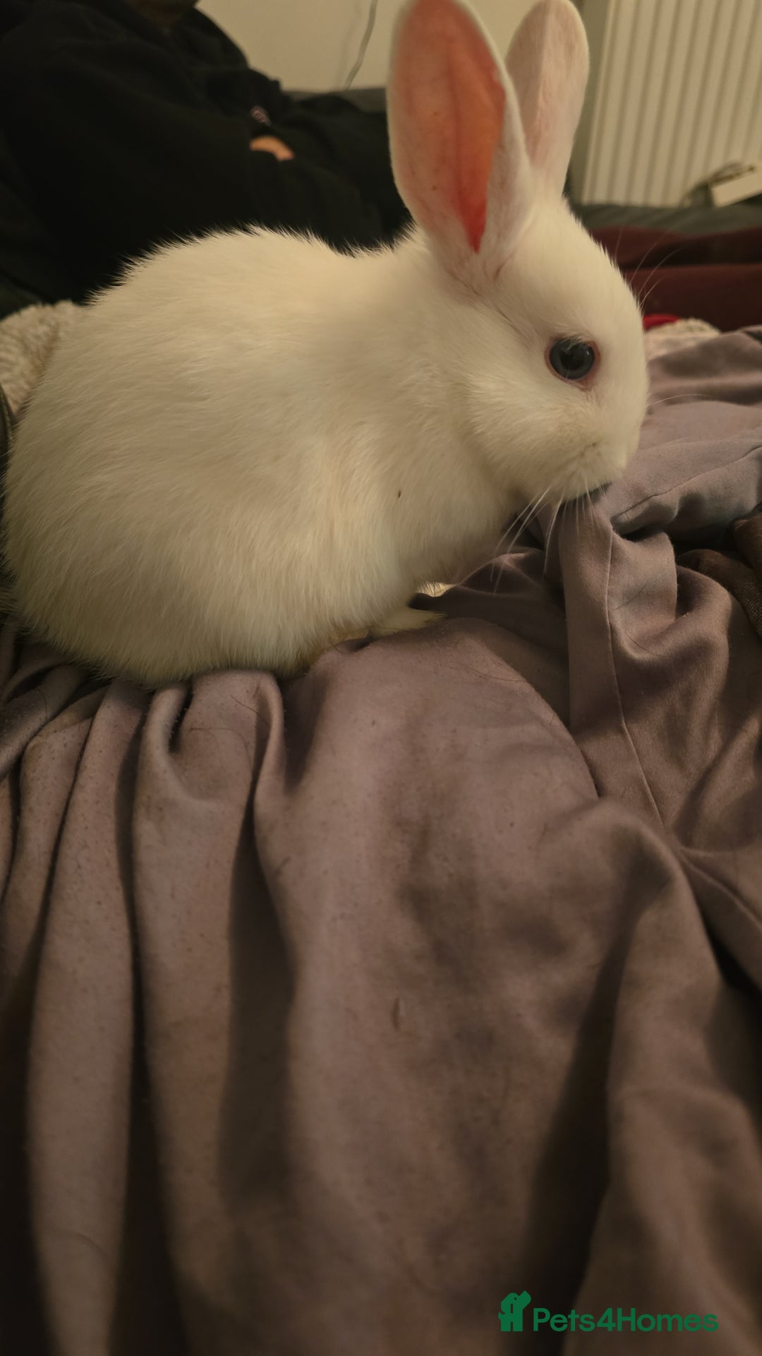 Dutch rabbits for sale: 7 rabbits looking for their forever homes - Advert 7