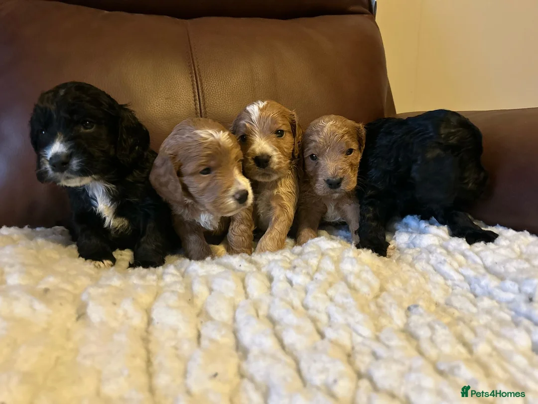 Miniature Poodle dogs for stud: OUR BARRY-KC REGISTERED MINIATURE POODLE FOR STUD in Preston - Advert 29