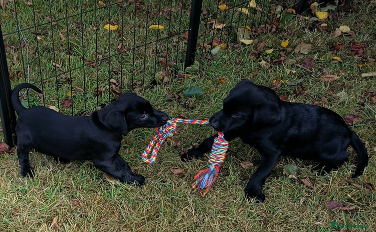 Labrador Retriever dogs - Advert 1