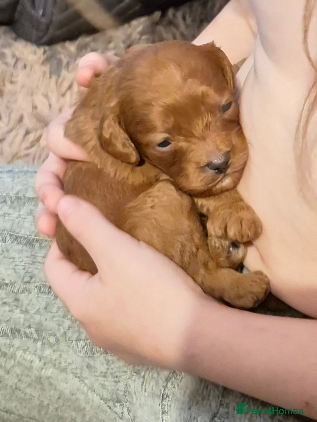 Cavapoo dogs for sale: TINY TOY CAVAPOO HEALTH TESTED  - Advert 9