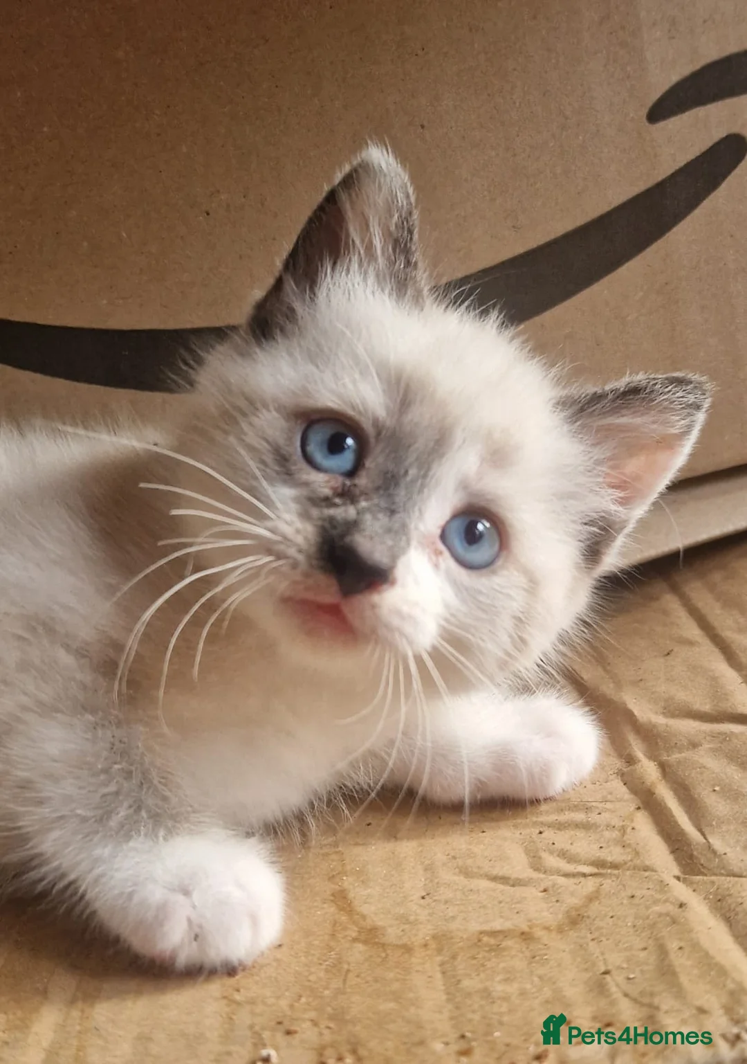 Mixed Breed cats for sale: 2 beautiful male kittens for sale  - Advert 3