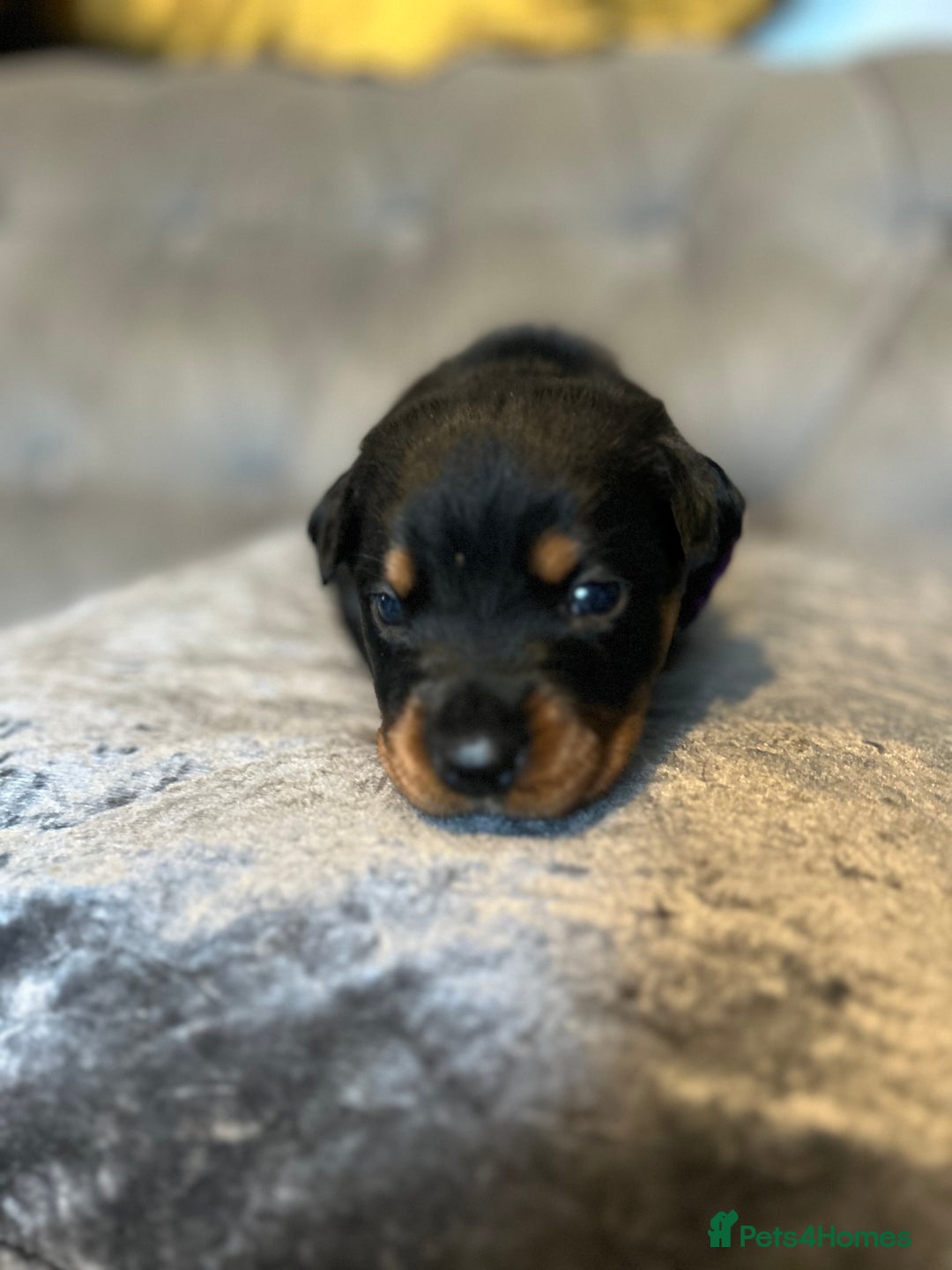 Rottweiler dogs for sale: Ready in 2 weeks bunch of 12 rotwellier puppies  - Advert 8