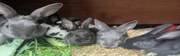 English rabbits for sale: Yurvac vaccinated purebred baby English rabbits! - Advert 3
