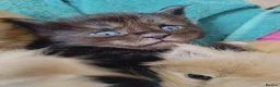 Maine Coon cats for sale: Dna health tested XXL Maine coon kittens  - Advert 15