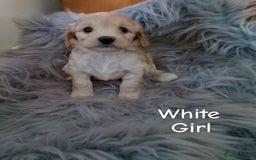 Cockapoo dogs for sale: ⭐️VERY RARE TOY Cockapoo Puppies⭐️🐶 - Image 5