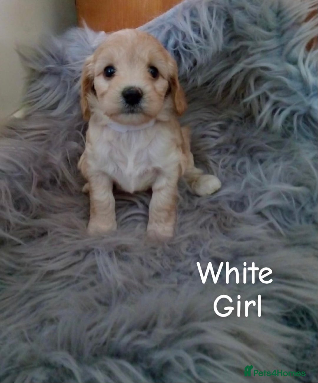 Cockapoo dogs for sale: ⭐️VERY RARE TOY Cockapoo Puppies⭐️🐶 - Image 5
