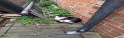 Mixed Breed cats for sale: Kittens  in Birmingham - Advert 4