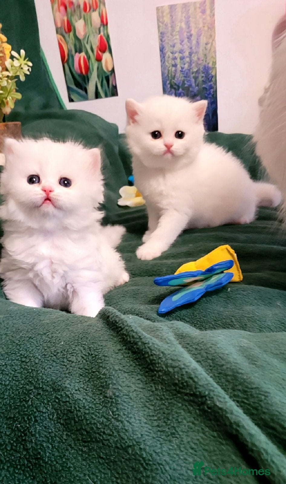 British Longhair cats Pedigree Show potential flamingo pure white & pink - Advert 14