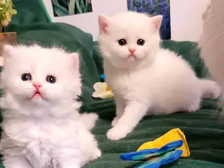 British Longhair cats Pedigree Show potential flamingo pure white & pink - Advert 14