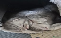Scottish Fold cats for sale: Scottish Fold/Straight kittens  - Image 4