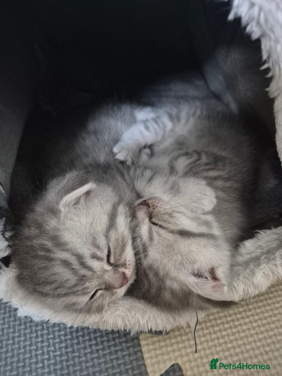 Scottish Fold cats for sale: Scottish Fold/Straight kittens  - Image 4