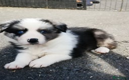 Border Collie dogs for sale: Stunning Fluffy Border Collies Puppies for Sale - Image 16