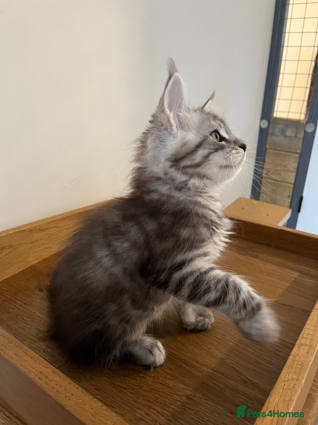 Maine Coon cats for sale: GCCF pedigree Maine Coon Kittens  - Image 15