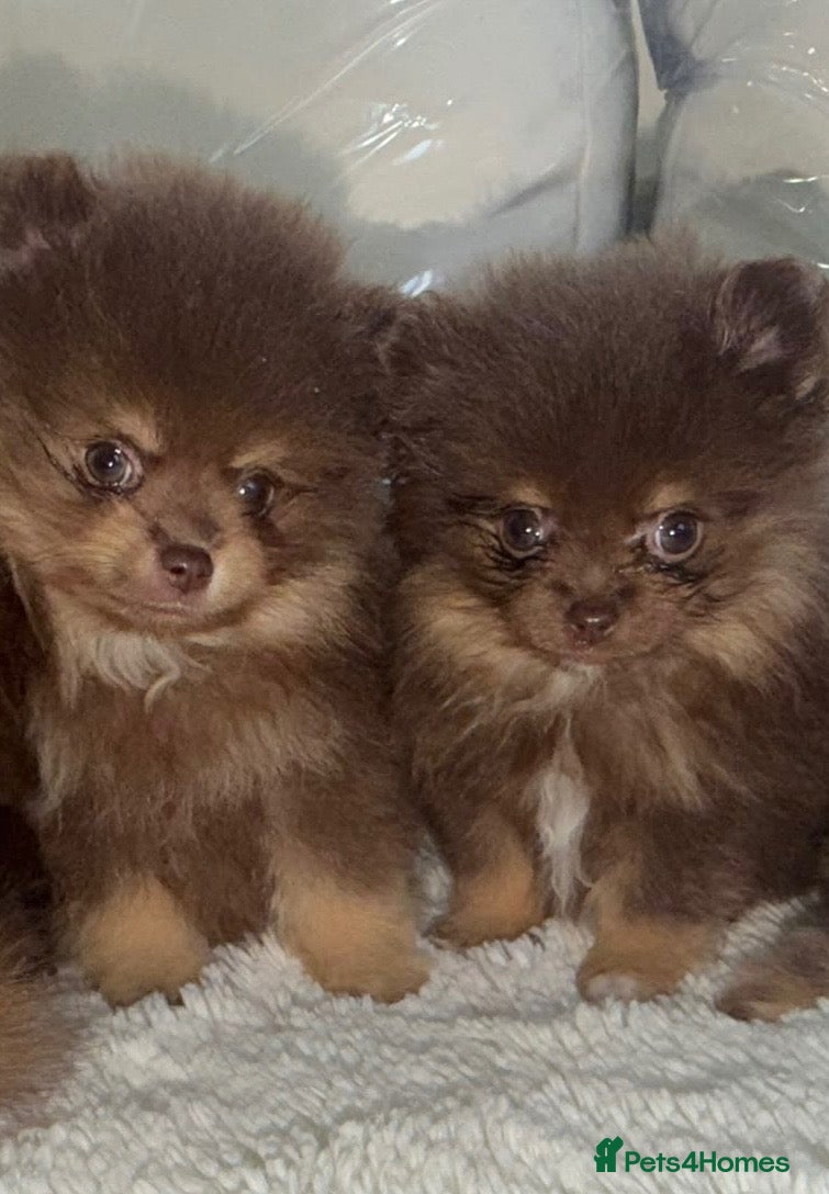 Pomeranian dogs 🤎 Gorgeous Chocolate & Tan Pomeranian Puppies  - Advert 1