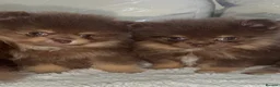Pomeranian dogs for sale: 🤎 Gorgeous Chocolate & Tan Pomeranian Puppies  - Advert 2