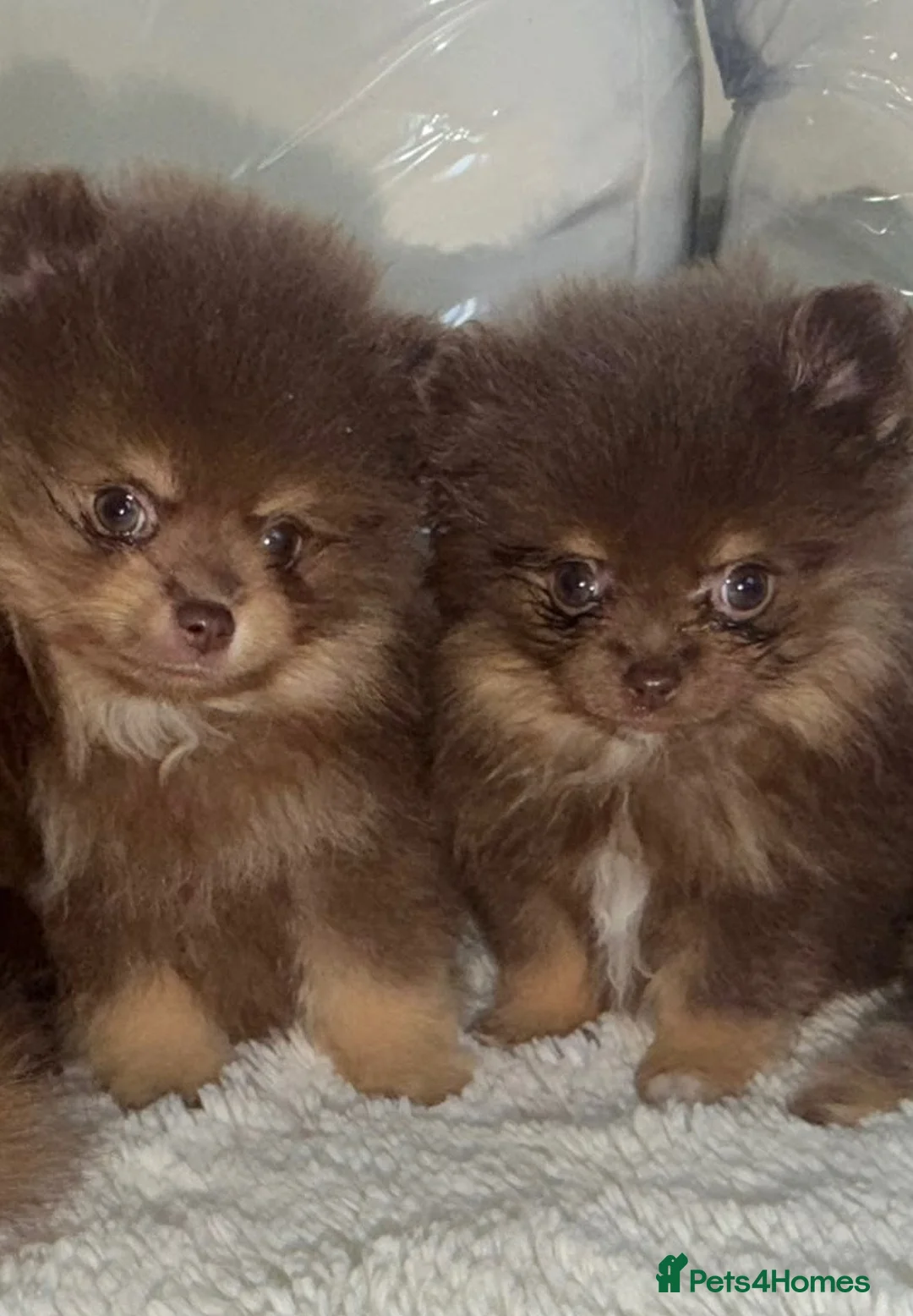 Pomeranian dogs for sale: 🤎 Gorgeous Chocolate & Tan Pomeranian Puppies  - Advert 2
