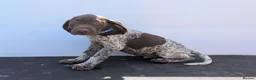 German Shorthaired Pointer dogs for sale: 3 beautiful German pointers!! - Advert 12
