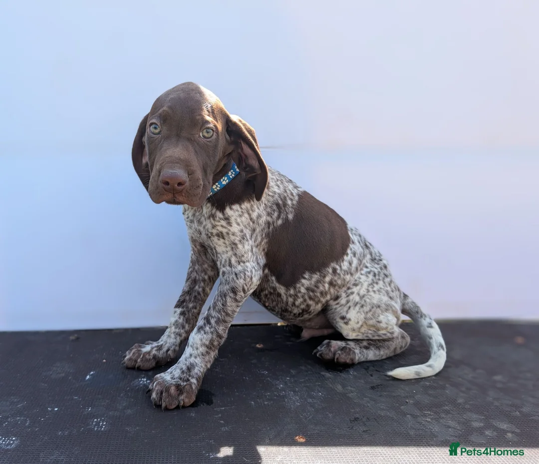 German Shorthaired Pointer dogs for sale: 3 beautiful German pointers!! - Advert 12